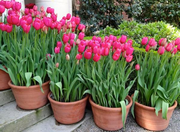 How to Care For Potted Tulips
