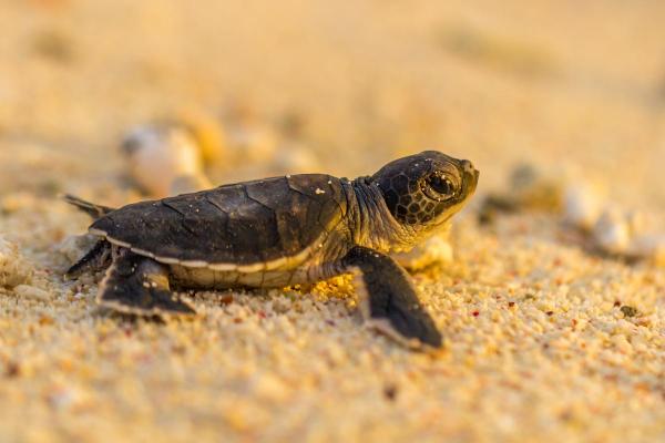 When is World Turtle Day & Why Do We Celebrate? - How to celebrate World Turtle Day