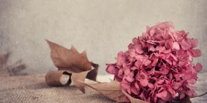 How to Dry Out Hydrangeas for Arrangements