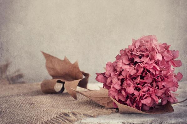 How to Dry Out Hydrangeas for Arrangements