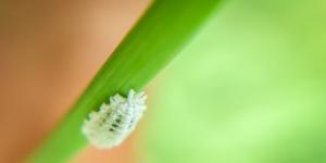 How to Elinante Mealybugs from Houseplants