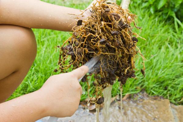 How to Recover a Plant from Fertilizer Burn - How to fix burned roots?