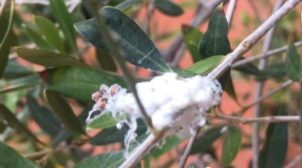 How to Elinante Mealybugs from Houseplants - How to get rid of mealibugs naturally