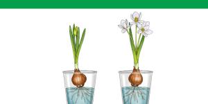 How to Grow Bulbs in Water