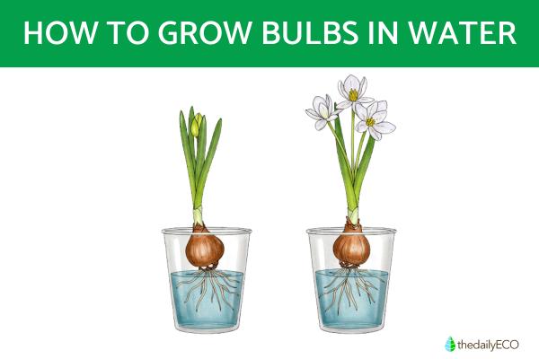 How to Grow Bulbs in Water
