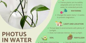How to Grow Pothos in Water