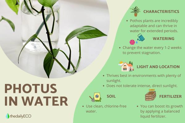 How to Grow Pothos in Water