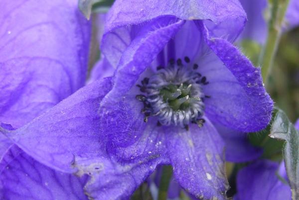 What Is Monkshood or Wolf’s Bane? - How to identify the monkshood plant?