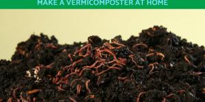 How to Make Worm Castings at Home