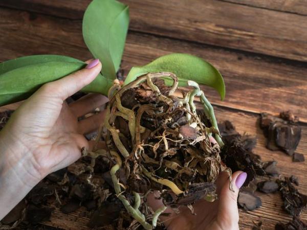 How and When to Repot an Orchid - How to mount and transplant orchids to a trunk or tree