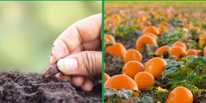How to Plant a Pumpkin From Seed or Sprout