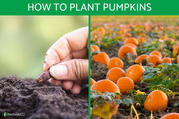 How to Plant a Pumpkin From Seed or Sprout