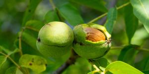 How to Plant a Walnut Tree From a Nut