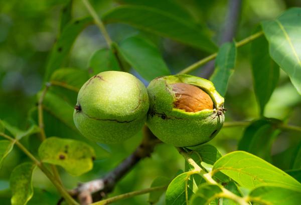 How to Plant a Walnut Tree From a Nut