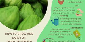 How to Plant and Grow Chayote Squash