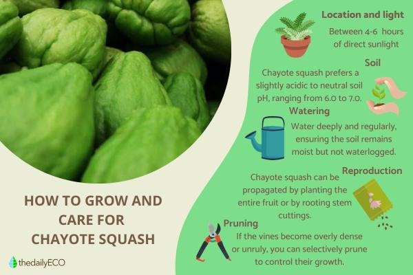 How to Plant and Grow Chayote Squash