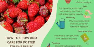 How to Plant and Grow Potted Strawberries?