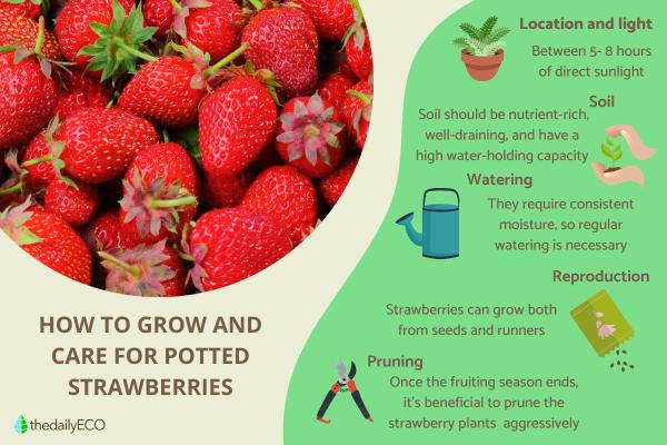 How to Plant and Grow Potted Strawberries?