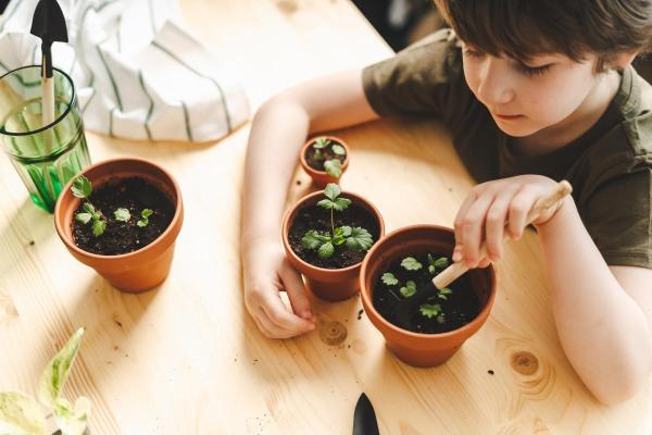 How to Plant and Grow Potted Strawberries? - How to plant potted strawberries?