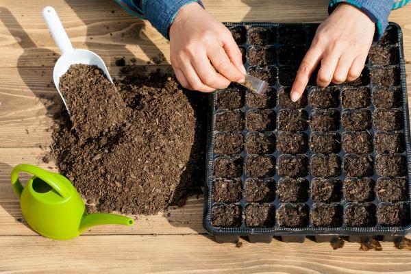 How to Plant a Pumpkin From Seed or Sprout - How to plant pumpkin sprouts