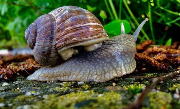 Effective Natural Ways to Get Rid of Slugs and Snails - How to prevent slugs and snails in the garden and orchard