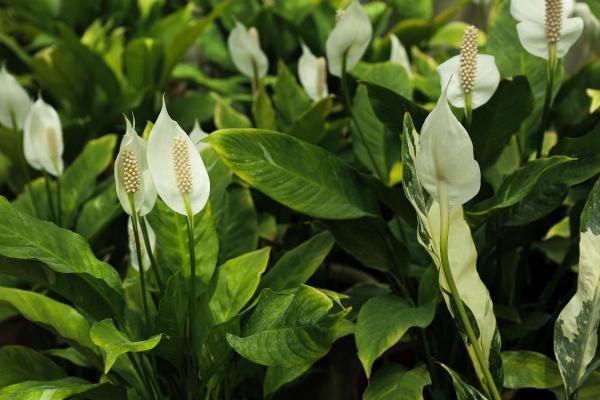 Peace Lily Plant Care - How to propagate a peace lily