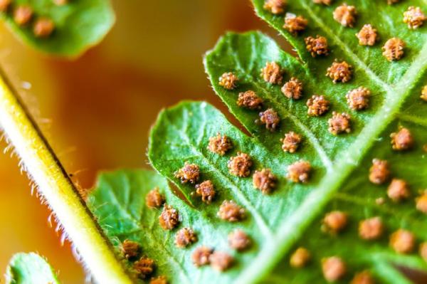 How Do Ferns Reproduce? - How to propagate ferns by spores
