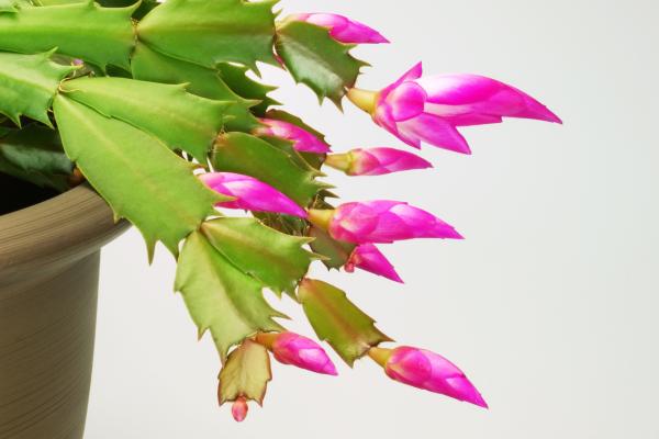 How to Propagate a Christmas Cactus - How to propagate the Christmas cactus step by step