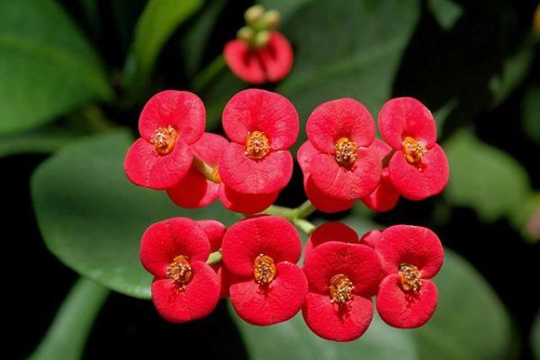Crown of Thorns Plant - How to Care for a Crown of Thorns - How to propagate the crown of thorns