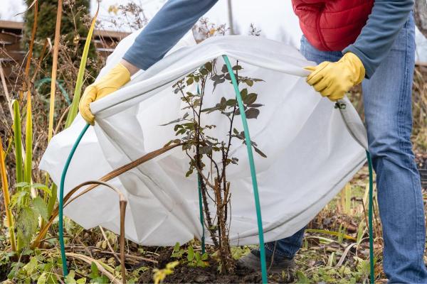How to Protect Plants From Frost and Freeze