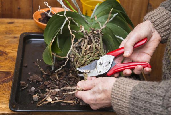 What Is Root Pruning? - How to prune the roots of a potted plant