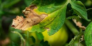 How to Recover a Plant from Fertilizer Burn