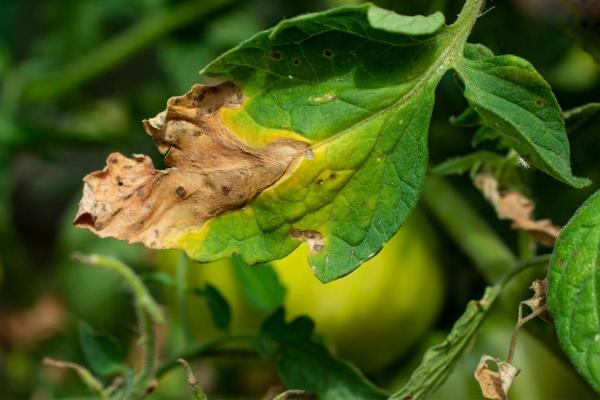 How to Recover a Plant from Fertilizer Burn
