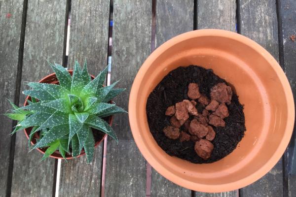 When to Repot Plants - How to repot a plant (step-by-step guide)