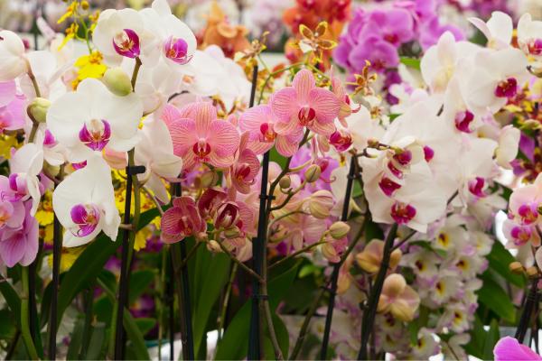 How and When to Repot an Orchid - How to repot an orchid