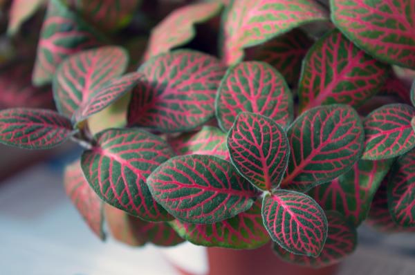 Nerve Plant Care Guide - Grow and Propagate - How to revive a drooping nerve plant