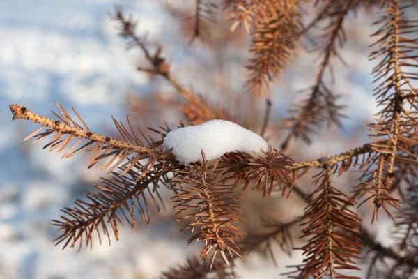 How to Save a Drying Fir Tree - How to save a dry fir tree