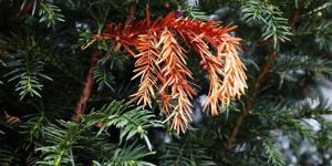 How to Save a Drying Fir Tree