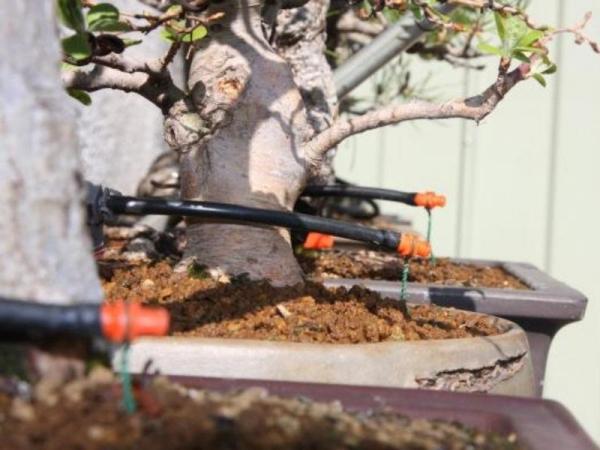 How to Water Indoor Plants While on Vacation - How to set up drip irrigation for watering your plants while on vacation