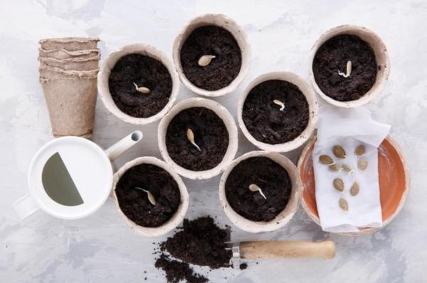 How to Plant a Pumpkin From Seed or Sprout - How to sow pumpkin seeds