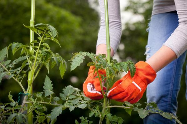 Why Do Plant Stems Bend? - How to straighten the stem of a plant