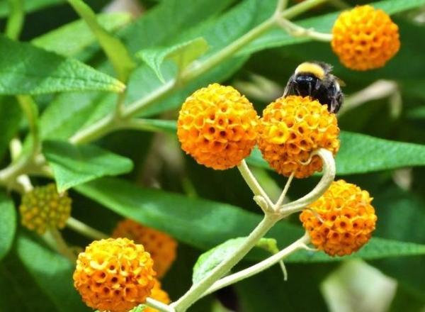 Buddleja Globosa or Matico - Uses, Properties and Contraindications - How to take buddleja globosa or matico