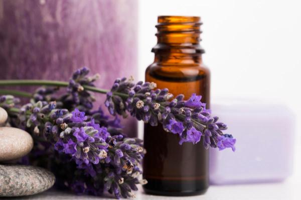 Lavender - Properties, Benefits, and Side Effects - How to take lavender