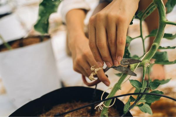 How to Recover a Plant from Fertilizer Burn - How to treat fertilizer burn on leaves?