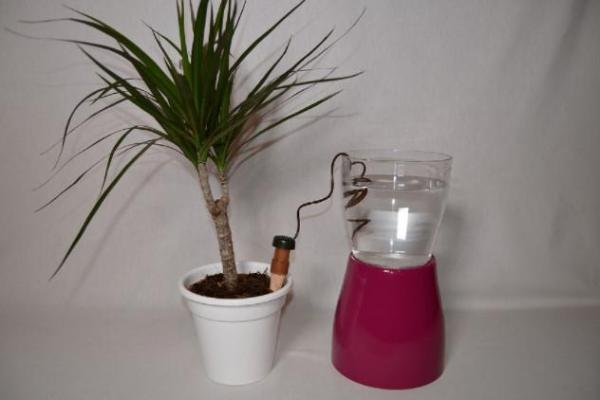How to Water Indoor Plants While on Vacation - How to use ceramic cones to water your plants while on vacation