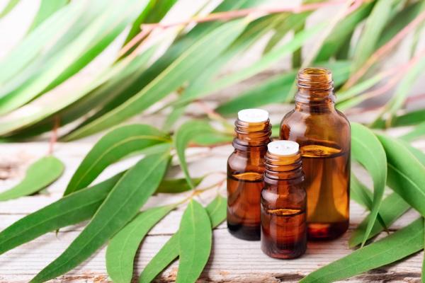 Eucalyptus - Properties, Uses and Contraindications - How to use eucalyptus