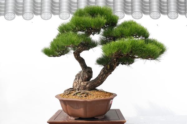 What is Kiryuzuna Bonsai Soil? - How to use kiryuzuna soil for bonsai