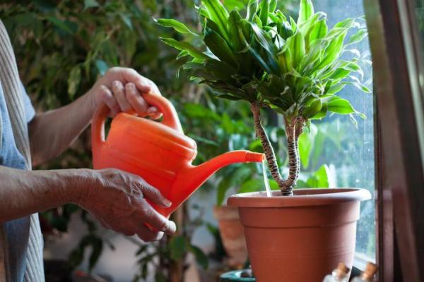 How to Use Vinegar for Plants - How to use vinegar in your garden
