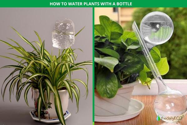 How to Water Indoor Plants While on Vacation - How to use watering bulbs to water your plants while on vacation