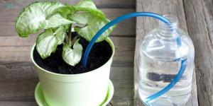 How to Water Indoor Plants While on Vacation